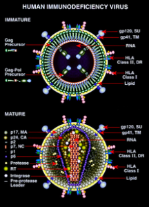 HIV_Mature_and_Immature