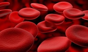 Red Blood Cells Theory